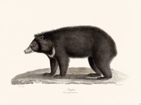 Cuvier 128 Sloth Bear