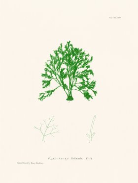 Bradbury Seaweed 186