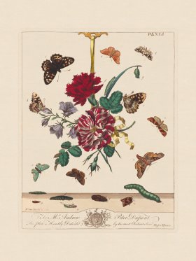 Moses Harris Insects 41