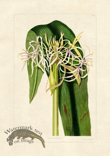 (image for) Edward bury 43