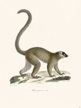 Cuvier 409 Black-Faced Maki