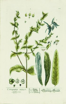 Blackwell German 080