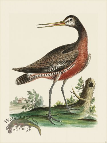 (image for) Edwards 138 Red breasted Godwit