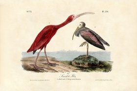 Scarlet Ibis