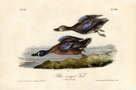 (image for) Blue-winged Teal