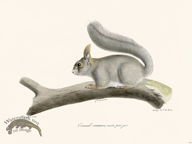 (image for) Cuvier 278 Common Squirrel Gray