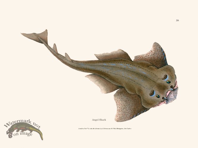 (image for) 059 Angel Shark