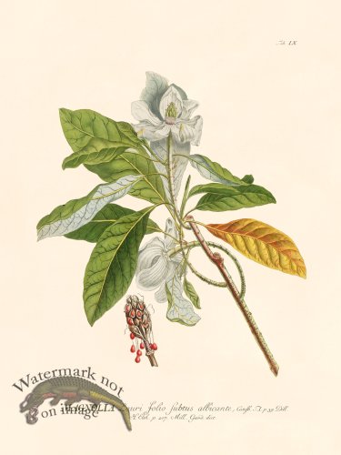 Trew Botanical 09