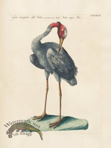 (image for) Manetti 417