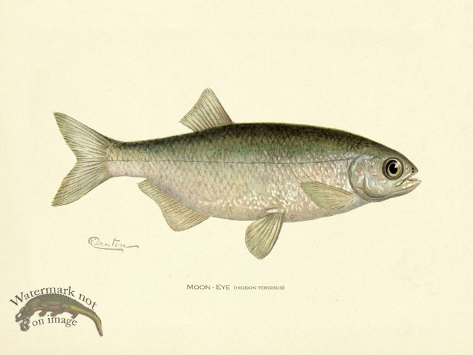 (image for) Moon - Eye