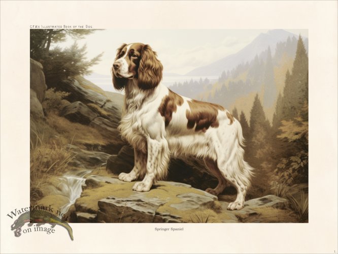 (image for) CFA Dog Britany Spaniel 01