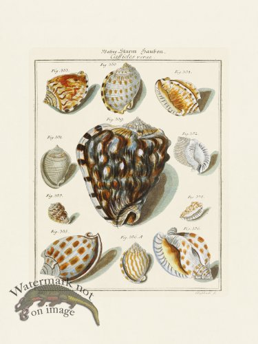 (image for) Martini Shells 015