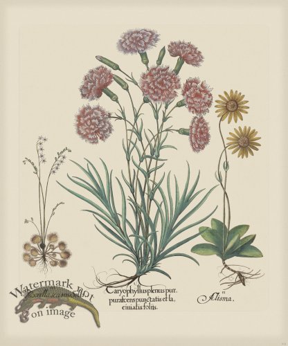 (image for) Besler 312 Colored B2