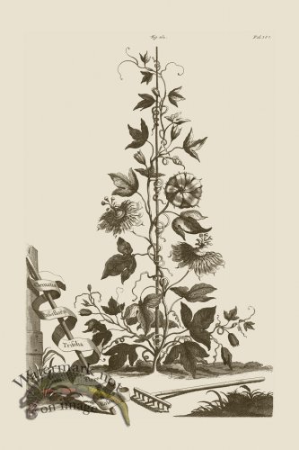 (image for) Abraham Munting 162