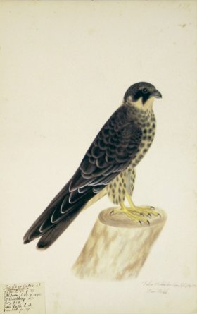 179 Swedish Birds . Falco Subbuteo, Eurasian Hobby