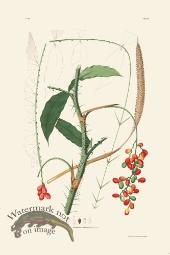 (image for) Rodrigues Palm Front 030