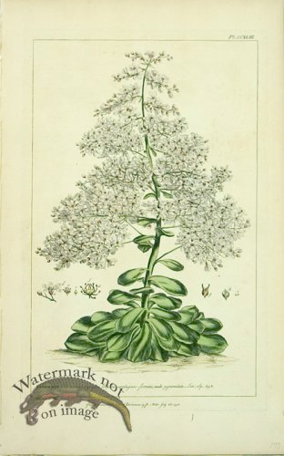 (image for) Philip Miller 027