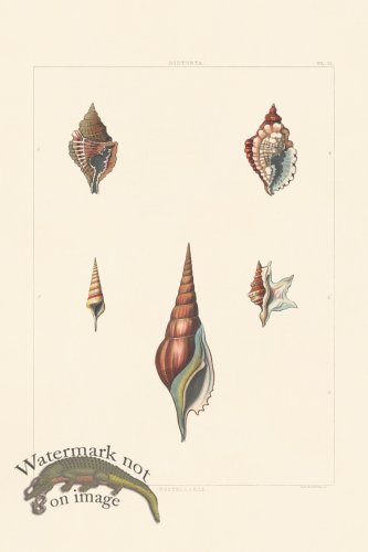 (image for) Perry Shell 10