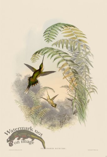 (image for) Gould Hummingbird 025