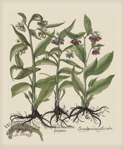 (image for) Besler 244 Colored B2