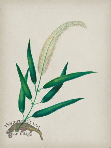 (image for) Andean Botanicals 020