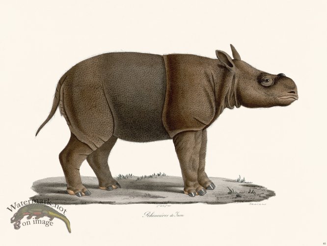 Cuvier 085 Java Rhinoceros