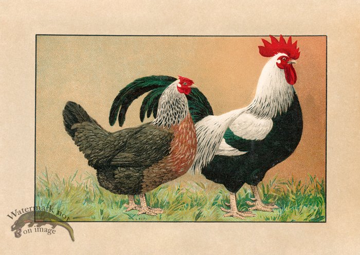 (image for) Chicken 18