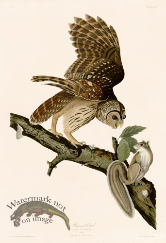 (image for) 046 Barred Owl