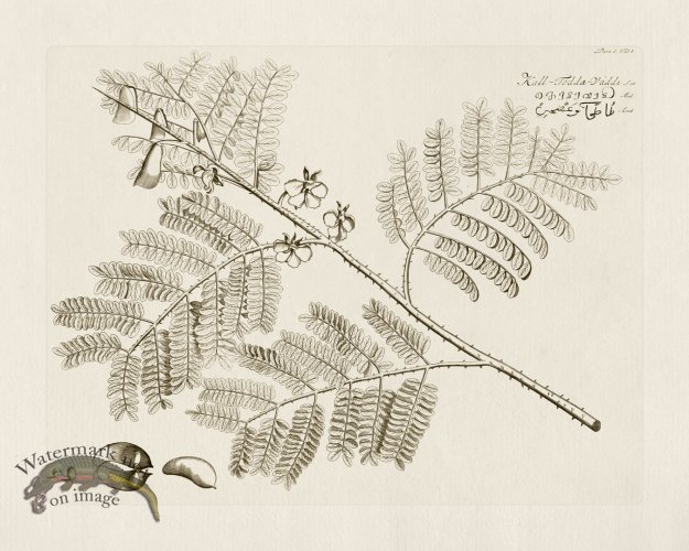 (image for) HORTUS VOl 06 08