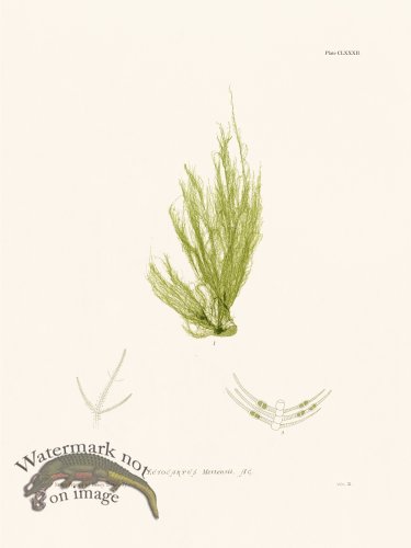 (image for) Bradbury Seaweed 182