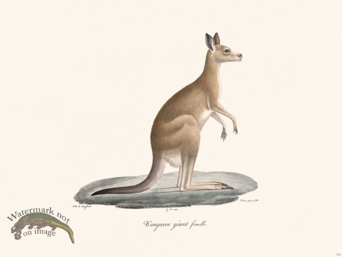 (image for) Cuvier 313 Female Giant Kanguroo