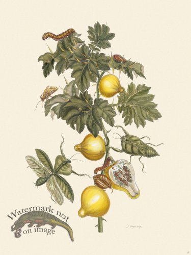 (image for) Merian Metamorphosis 27