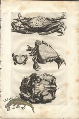 (image for) Rumphius 07