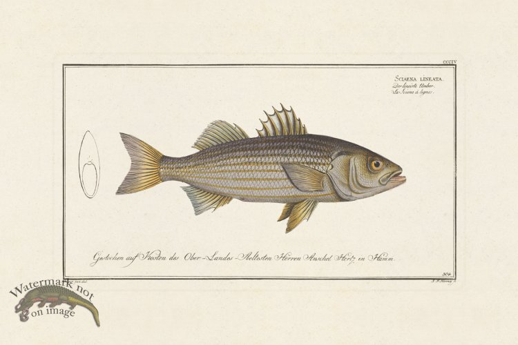 (image for) BLOCH FISH 304