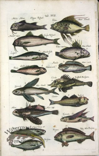 (image for) 1660_Sea_life_20