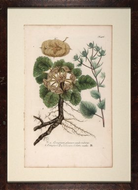 Weinmann Floated Burl 726 05