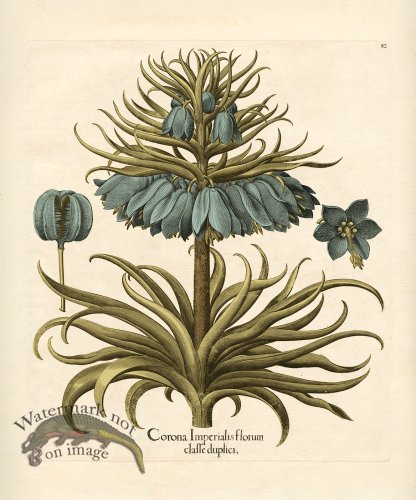 Besler Botanical 082 BG