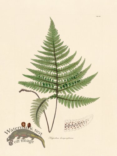 (image for) Hooker Fern 14