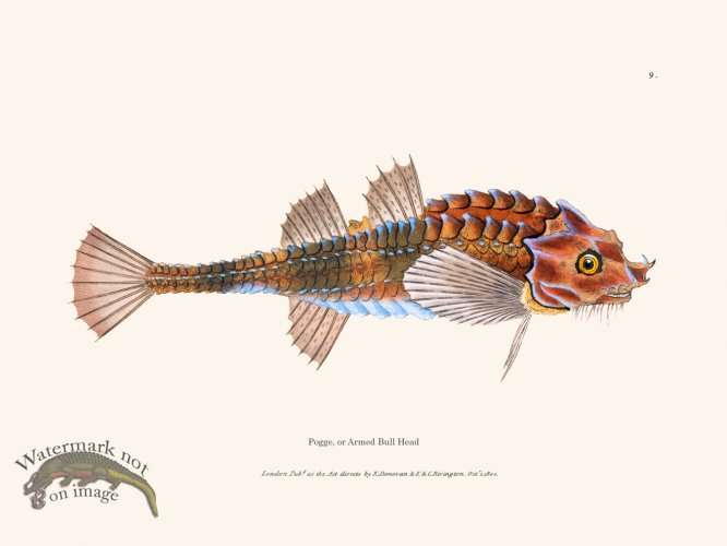 (image for) 009 Pogge, or Armed Bull Head