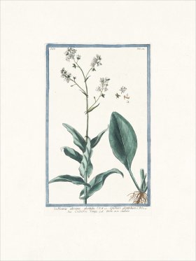 Bonelli 312 Tallest Scurvygrass