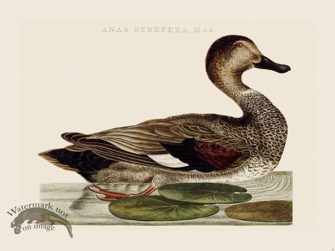 (image for) Nozeman Bird 093