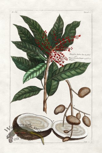 (image for) Buchoz Palm 19