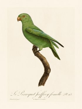 Barraband Parrot 113