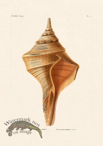 (image for) French Shell 017