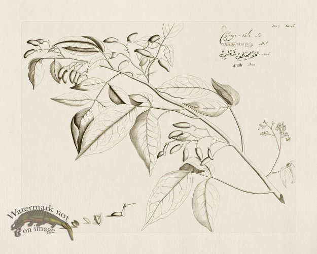 (image for) HORTUS VOl 07 26