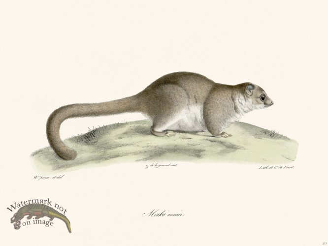 (image for) Cuvier 377 Dwarf Maki