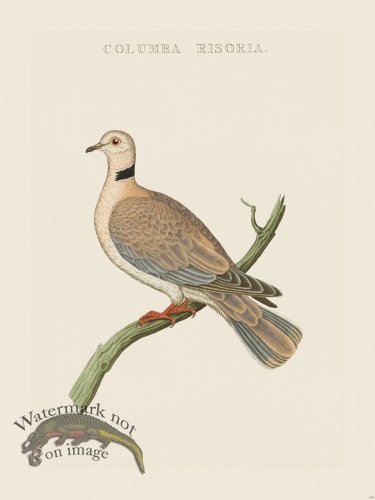 (image for) Nozeman Bird 130