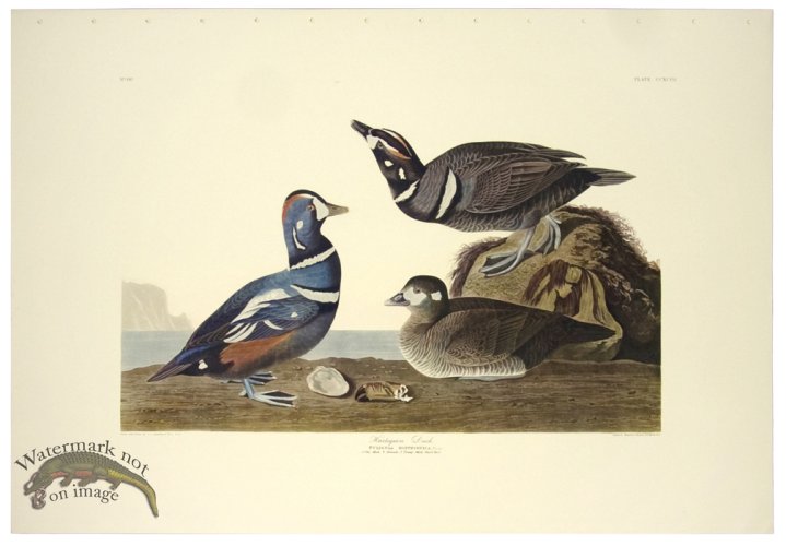 (image for) Harlequin Duck L.E.
