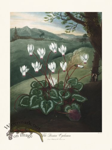 (image for) 05 The Persian Cyclamen