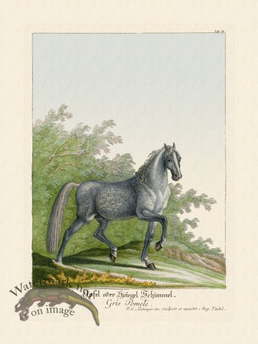 (image for) Ridingers Horses 18